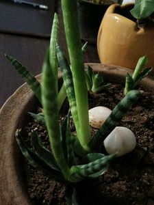 Mini Cilinder Sanke Plant