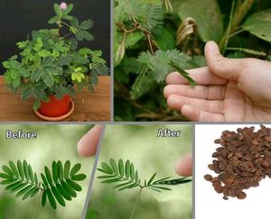 Mimosa Pudica Plant Seeds Shameplant