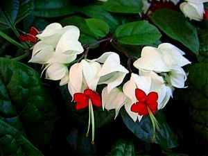 BLEEDING HEART Plant Pack Of 1