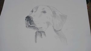 Dog Portrait Sketch