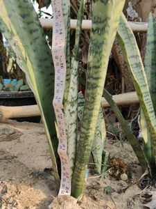 Snake Plant🐍🌵