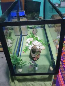 Aquarium With All Accessories