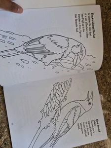 Birds Colouring Book