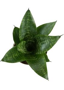 Snake Plant in Upcycled Planter