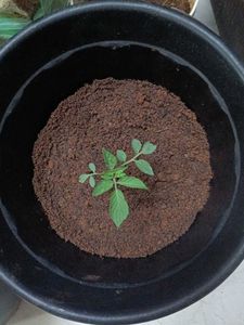 Tomato Plant