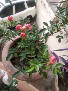 Button Rose Plant With Root