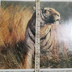 Tiger Picture