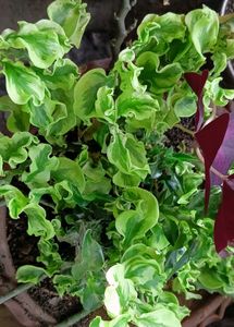 Curly Pink Plant