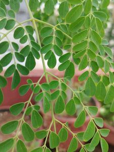 Fresh Drum Stick Leaves