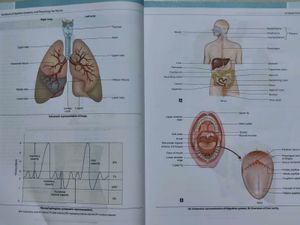 Anatomy &amp; Physiology for Nurses as per INC