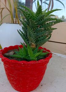 SUCCULENT PLANT WITHOUT POT