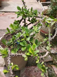 Crown of Thorns Plant
