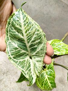 Assorted Houseplant Collection