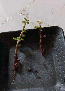 2 Jade cuttings (one with roots)