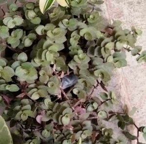 Varigated Air Purifying N Hanging Plants Combo