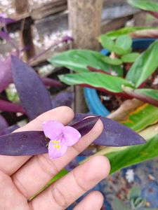 flowering plants combo