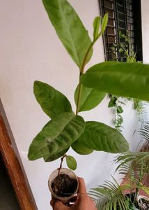 3 Set  Bear &amp; money &amp; Ming Aralia Plants🪴