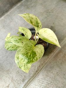 pothos varities combo offer