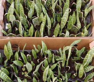 Snake Plant Cuttings