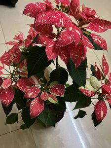 Spotted Poinsettia Plant