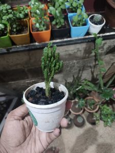 Fairy Castle Cactus