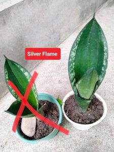 Assorted Sansevierias And Snygonuims Combo
