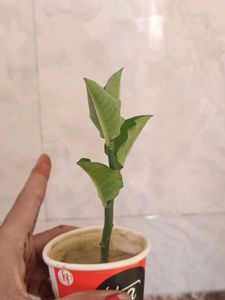 नागदोन  Nagdon Medicine Plant