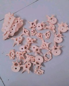 Bone Set-3 (Vertebras + Sacrum) For Medicals!!✏