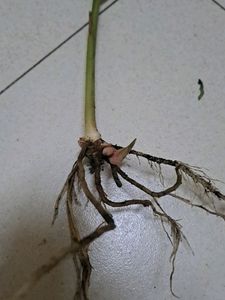 Lesser Galangal Rhizome