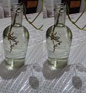 Beautiful Plant Bottles 2 Pieces