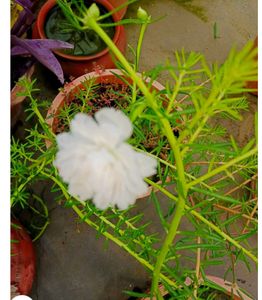 White Naubjiya /Moss With 5 Stems To Translant