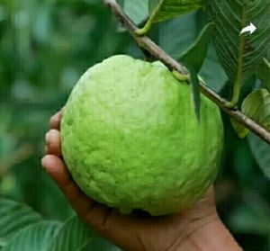 Pack 2 Kumuban Guava &amp; syngonium Plants