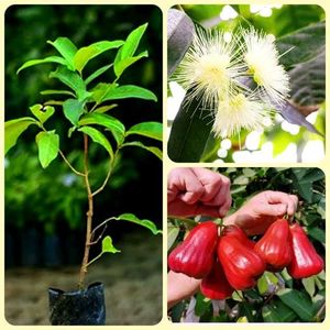 Red Water Apple (Jamrul) Live Plant