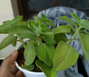 Vamu Plant,in Good Condition