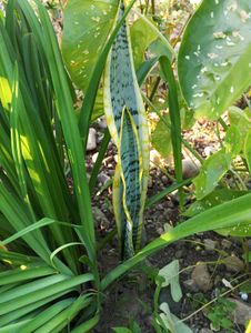 Yellow Green Snake
