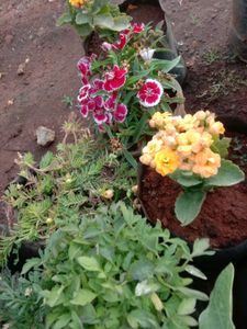 10 Flowering Seed