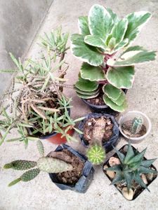 Cactus And Secculents Combo