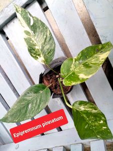 Rare Plant Varities Combo