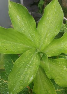 3 Plants  Combo