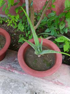 Aloevera Plant