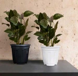 Calathea Plants in Colorful Pots