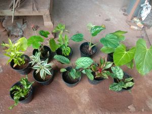 10 Plants