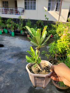 Adenium