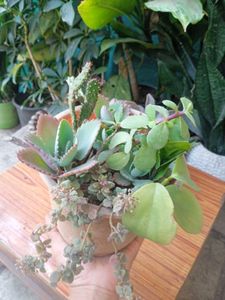 Bunch Of  Sacculents