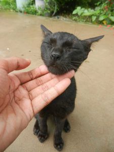 Nikon Coolpix S9100 Camera