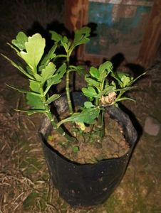 Rare Kalancho Flower