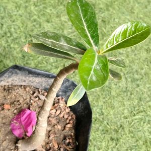 2 Rare Sansevierias N Two Adenuim