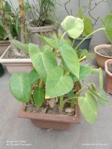 Elephant Ear Plant - Healthy &amp; Thriving!