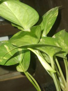 Money Plant in Silver Pot