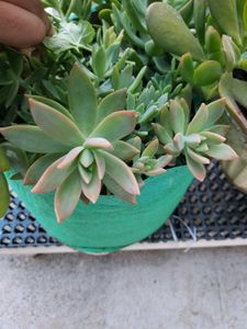 Live SUCCULENT Plant